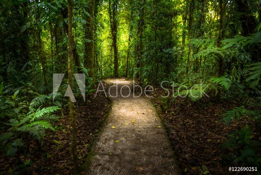 Picture of Jungle path